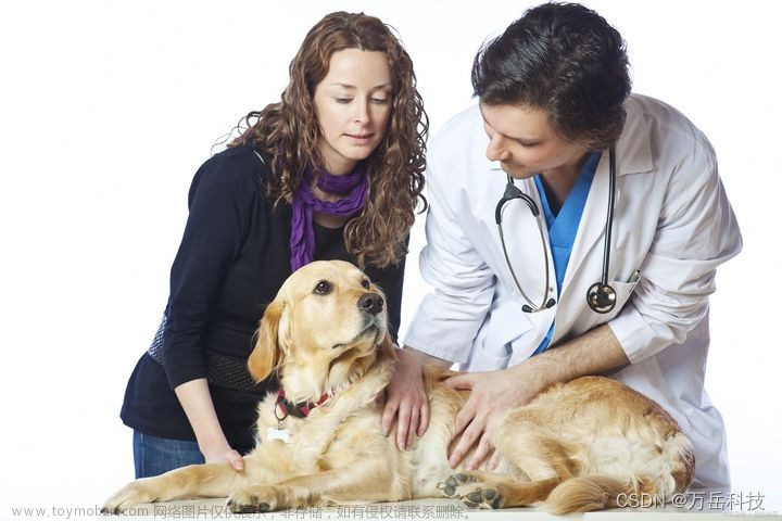 技术驱动宠物健康：宠物在线问诊系统的高效搭建手册