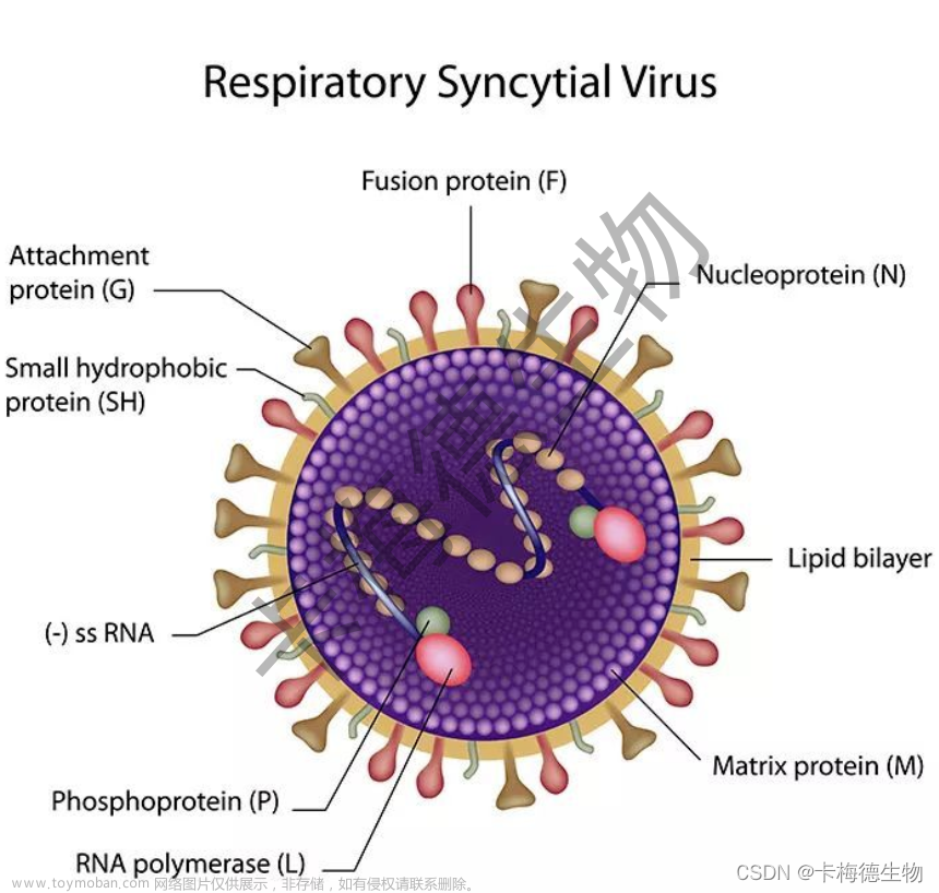 呼吸道合胞病毒（RSV）介绍